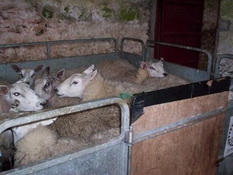 clipping the sheep at Cornhills Farm.